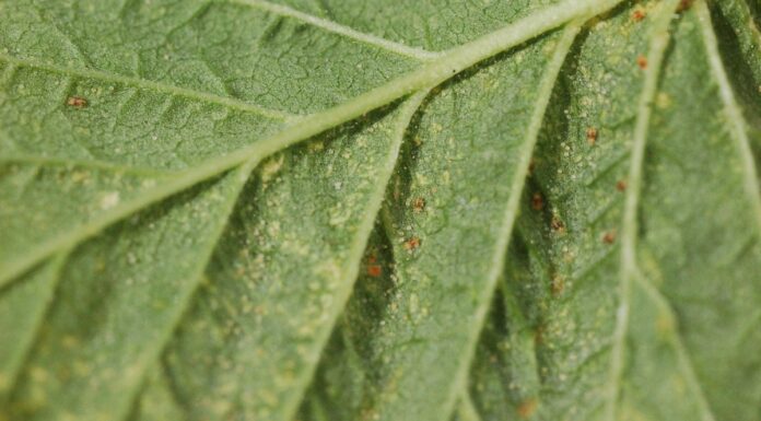 Maliny w tunelach – choroby i szkodniki (monitoring plantacji, 29.04.2025 r.) Fot. 4. Osobniki dorosłe i jaja przędziorka chmielowca na liściach maliny w uprawie tunelowej