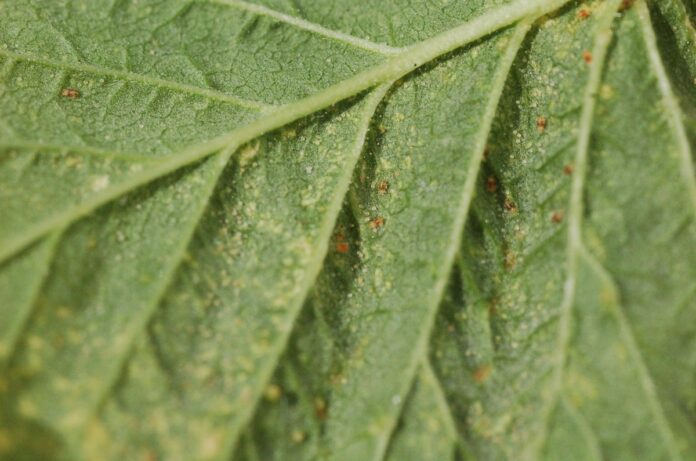 fot. 4 Fot. 4. Osobniki dorosłe i jaja przędziorka chmielowca na liściach maliny w uprawie tunelowej