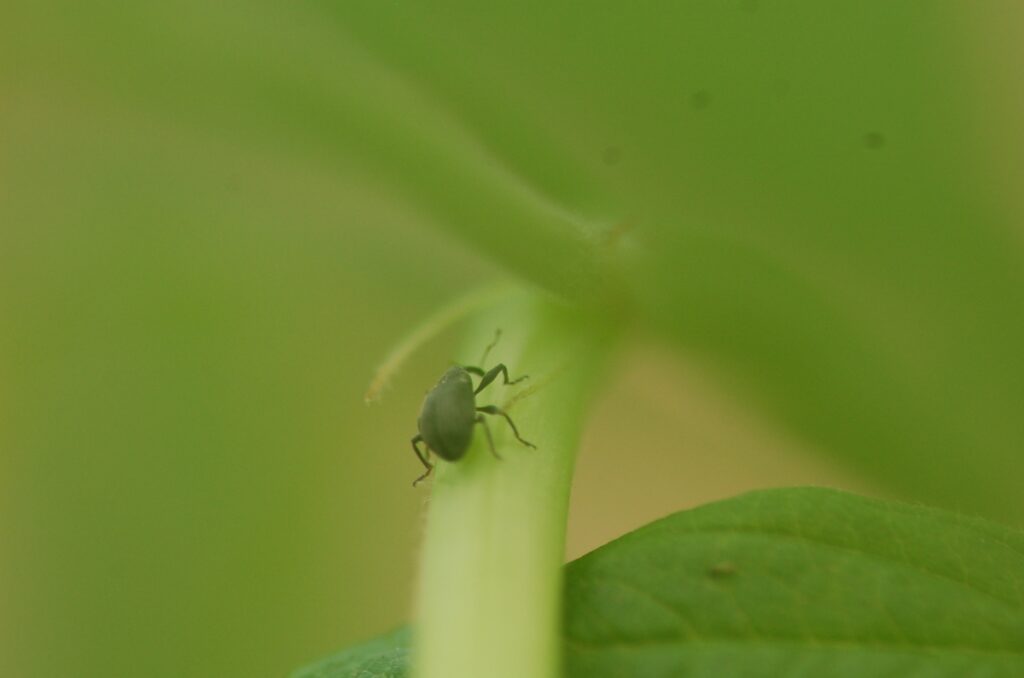 Fot. 5. Postać dorosła kwieciaka malinowca na pędzie maliny w uprawie tunelowej