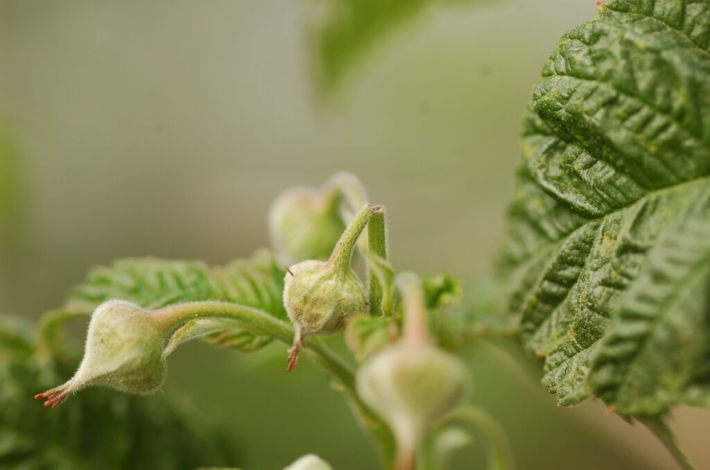 Fot. 6. Podcięty przez kwieciaka malinowca pąk kwiatowy maliny