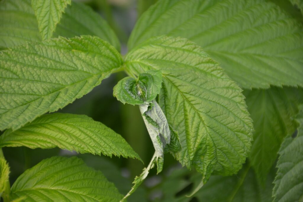 Fot. 7. Objawy żerowania zwójki – zwinięty liść na pędach maliny prowadzonej na zbiór
jesienny