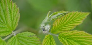 Malina w gruncie przed kwitnieniem (monitoring plantacji, 08.05.2025 r.) Fot. 8. Postać dorosła kwieciaka malinowca na pąku kwiatowym maliny (06.05.2025 r.)