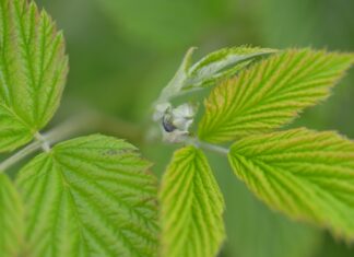 Malina w gruncie przed kwitnieniem (monitoring plantacji, 08.05.2025 r.) Fot. 8. Postać dorosła kwieciaka malinowca na pąku kwiatowym maliny (06.05.2025 r.)