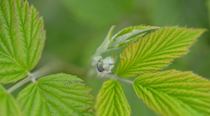 Malina w gruncie przed kwitnieniem (monitoring plantacji, 08.05.2025 r.) Fot. 8. Postać dorosła kwieciaka malinowca na pąku kwiatowym maliny (06.05.2025 r.)