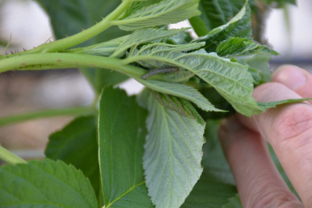 Fot. 8. Gąsienica zwójki