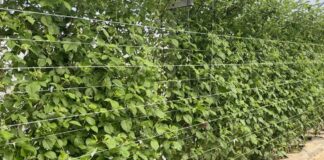 Efektywna ochrona malin: strategie sprzedażowe i ważne wytyczne kwitnienie malin