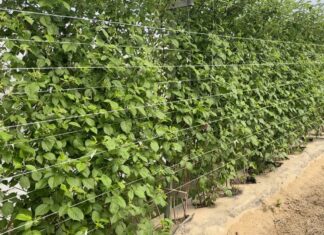 Efektywna ochrona malin: strategie sprzedażowe i ważne wytyczne kwitnienie malin