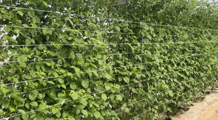 Efektywna ochrona malin: strategie sprzedażowe i ważne wytyczne kwitnienie malin