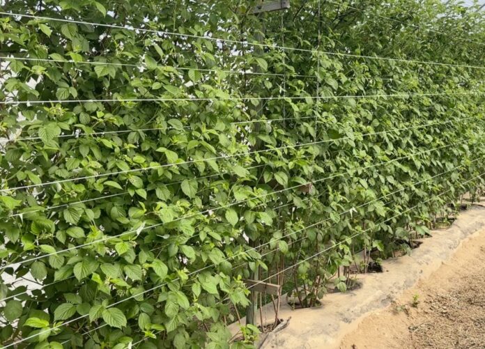 kwitnienie_malin kwitnienie malin