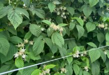 Szara pleśń, przędziorki i choroby odglebowe w uprawie malin w okresie poprzedzającym zbiory