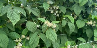 Szara pleśń, przędziorki i choroby odglebowe w uprawie malin w okresie poprzedzającym zbiory