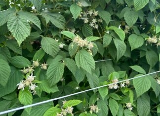 Szara pleśń, przędziorki i choroby odglebowe w uprawie malin w okresie poprzedzającym zbiory