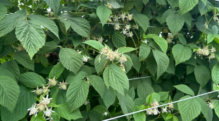 Szara pleśń, przędziorki i choroby odglebowe w uprawie malin w okresie poprzedzającym zbiory