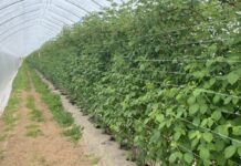 Ochrona malin w tunelach – czy te biologiczne rozwiązania dają radę? maliny w tunelach ochrona