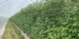 Ochrona malin w tunelach – czy te biologiczne rozwiązania dają radę? maliny w tunelach ochrona