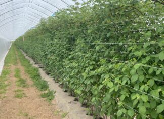 Ochrona malin w tunelach – czy te biologiczne rozwiązania dają radę? maliny w tunelach ochrona