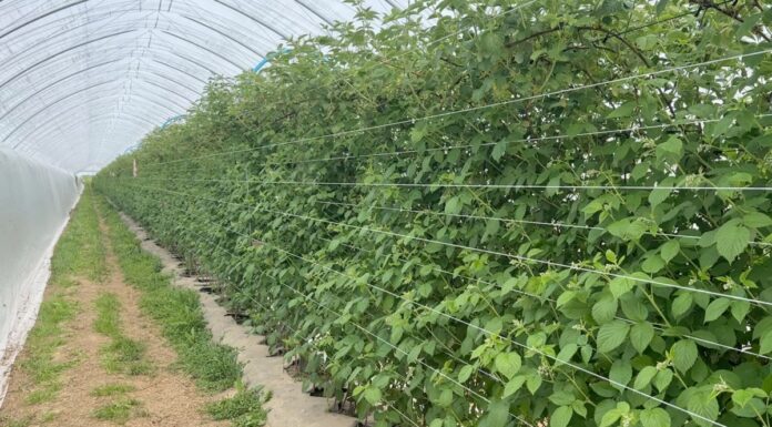 Ochrona malin w tunelach – czy te biologiczne rozwiązania dają radę? maliny w tunelach ochrona