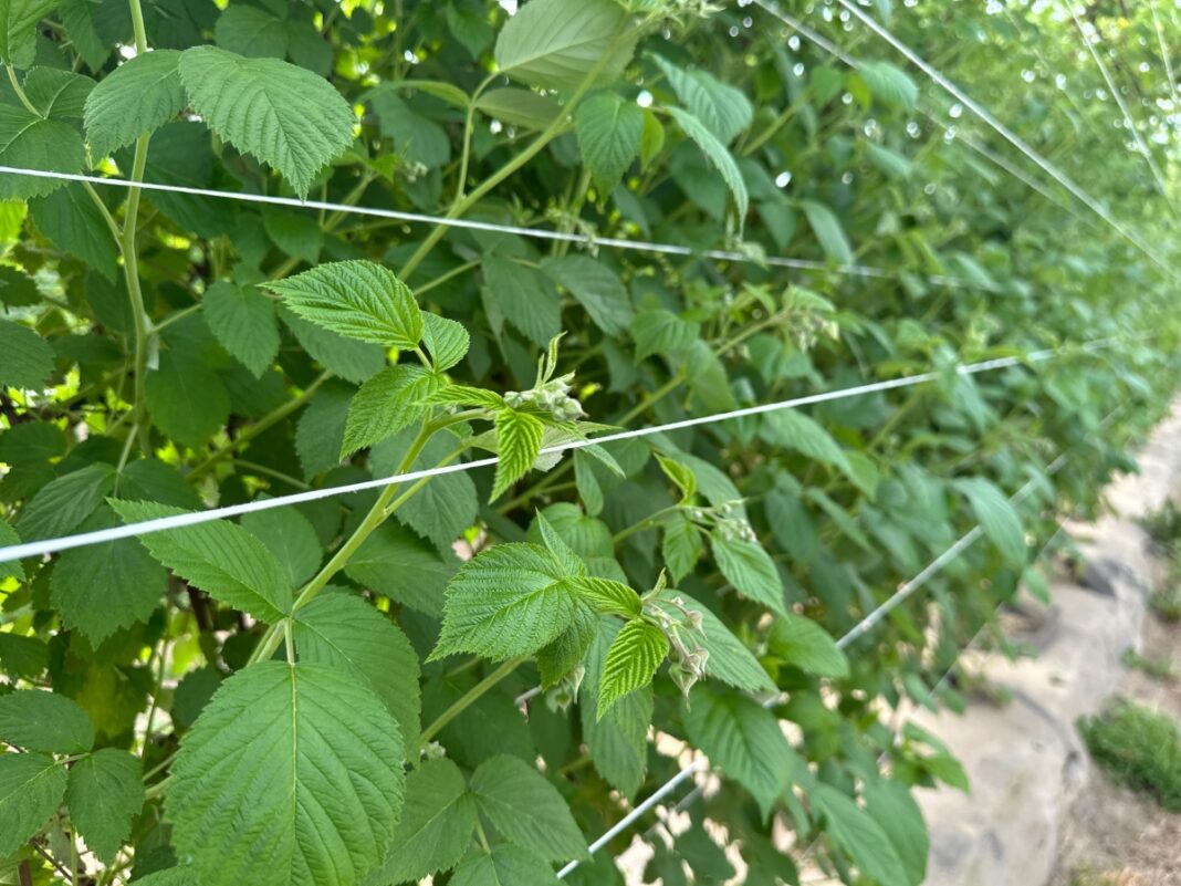 maliny po przymrozkach regeneracja