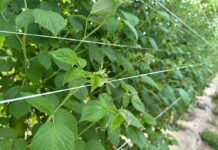 Jak nawozić maliny w czasie kwitnienia? Praktyczne rekomendacje dla plantatorów maliny po przymrozkach regeneracja