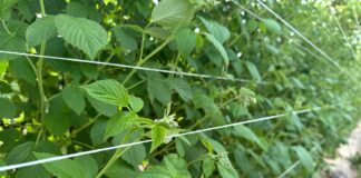 Jak nawozić maliny w czasie kwitnienia? Praktyczne rekomendacje dla plantatorów maliny po przymrozkach regeneracja