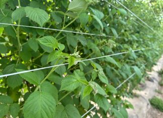 Jak nawozić maliny w czasie kwitnienia? Praktyczne rekomendacje dla plantatorów maliny po przymrozkach regeneracja