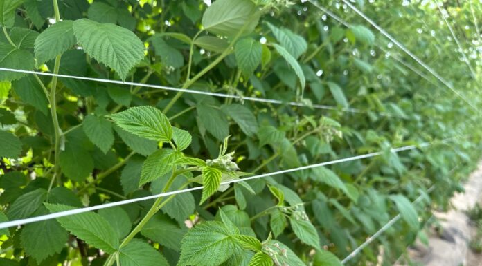Jak nawozić maliny w czasie kwitnienia? Praktyczne rekomendacje dla plantatorów maliny po przymrozkach regeneracja
