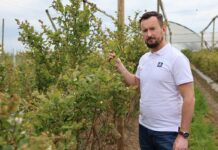 Trudna wiosna na plantacjach borówki: jak minimalizować skutki przymrozków i wspierać plonowanie
