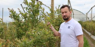 Trudna wiosna na plantacjach borówki: jak minimalizować skutki przymrozków i wspierać plonowanie