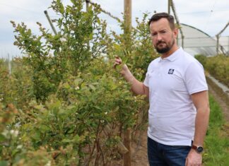 Trudna wiosna na plantacjach borówki: jak minimalizować skutki przymrozków i wspierać plonowanie