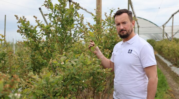 Trudna wiosna na plantacjach borówki: jak minimalizować skutki przymrozków i wspierać plonowanie