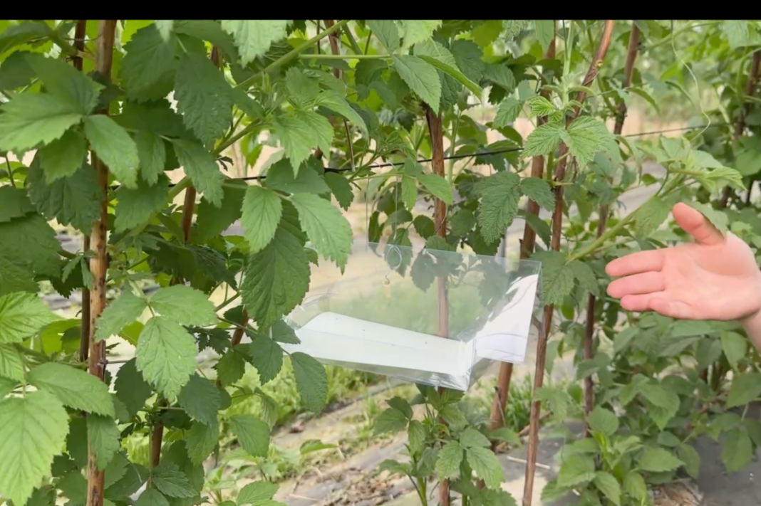 Pułapki feromonowe Delta STOP