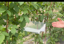 Monitoring pryszczarka namalinka łodygowego w malinach. Trwają loty tego szkodnika Pułapki feromonowe Delta STOP