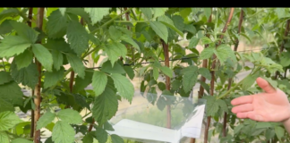 Monitoring pryszczarka namalinka łodygowego w malinach. Trwają loty tego szkodnika Pułapki feromonowe Delta STOP