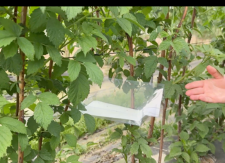 Monitoring pryszczarka namalinka łodygowego w malinach. Trwają loty tego szkodnika Pułapki feromonowe Delta STOP