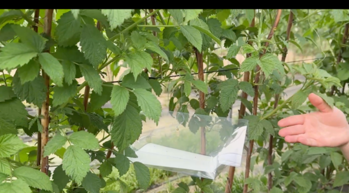 Monitoring pryszczarka namalinka łodygowego w malinach. Trwają loty tego szkodnika Pułapki feromonowe Delta STOP