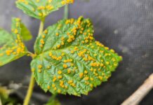 Ta groźna choroba malin pojawiła się wyjątkowo wcześnie w 2025 roku