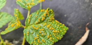 Ta groźna choroba malin pojawiła się wyjątkowo wcześnie w 2025 roku