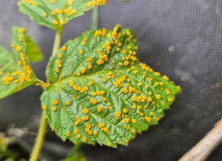 Ta groźna choroba malin pojawiła się wyjątkowo wcześnie w 2025 roku