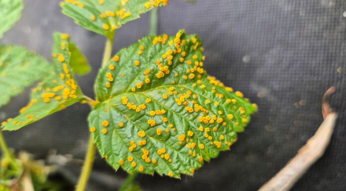 Ta groźna choroba malin pojawiła się wyjątkowo wcześnie w 2025 roku