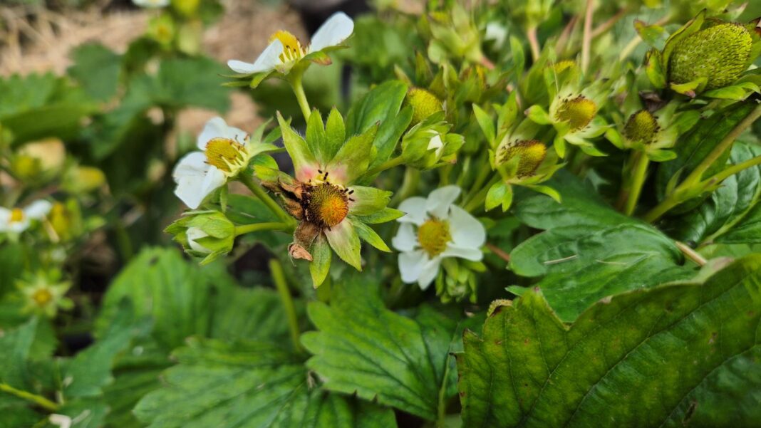 szara pleśń truskawki