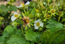 Najgroźniejsza choroba truskawek. Czym chronić przed zbiorami szara pleśń truskawki