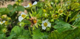 Najgroźniejsza choroba truskawek. Czym chronić przed zbiorami szara pleśń truskawki