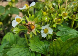 Najgroźniejsza choroba truskawek. Czym chronić przed zbiorami szara pleśń truskawki