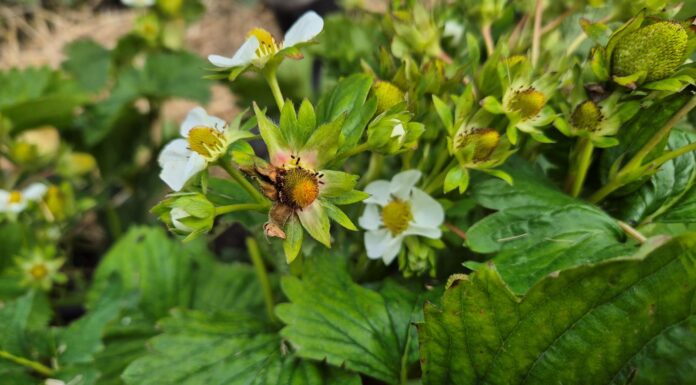 Najgroźniejsza choroba truskawek. Czym chronić przed zbiorami szara pleśń truskawki