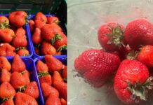 Truskawka i truskawka – niby ta sama