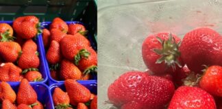 Truskawka i truskawka – niby ta sama