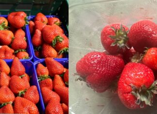 Truskawka i truskawka – niby ta sama