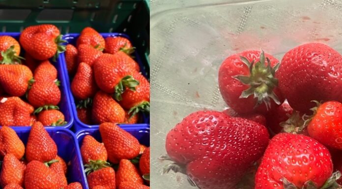Truskawka i truskawka – niby ta sama