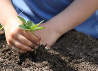 Zaprojektuj ogród idealny – praktyczne porady dla każdego ogrodnika