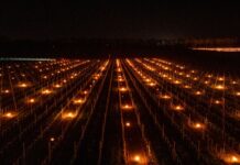 Ochronna winnic przed przymrozkami. Jak to robią w Małej Wsi?